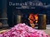 Damask Rosa